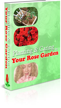 Thumbnail Planting   Caring for Your Rose Garden